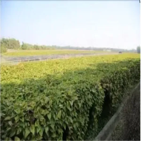 新北市農會真情食品館_(團購)12包山戊35秋薑黃粉(300g/包)