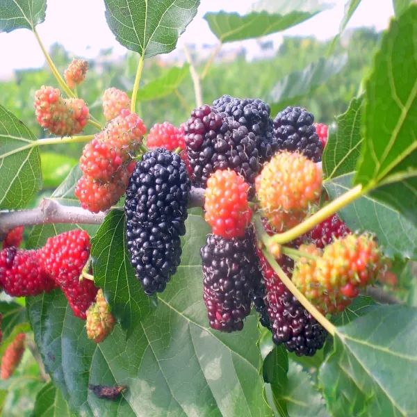 新北市農會真情食品館_樂農發-桑椹汁無加糖(600ml/瓶)