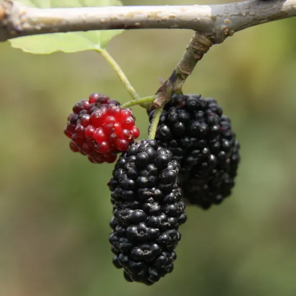 新北市農會真情食品館_雅緻禮盒-2入 A-01