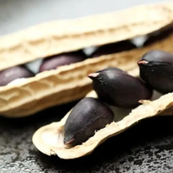 新北市農會真情食品館_吳啟魯黑金剛花生