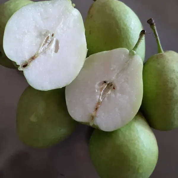 新北市農會真情食品館_梨山馥梨(蘋果梨)(3台斤/8粒)