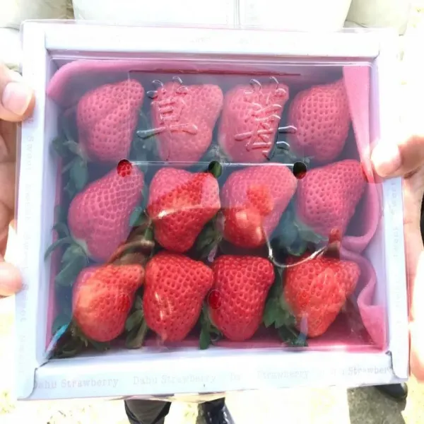 新北市農會真情食品館_天藍果園-大湖草莓(20顆)