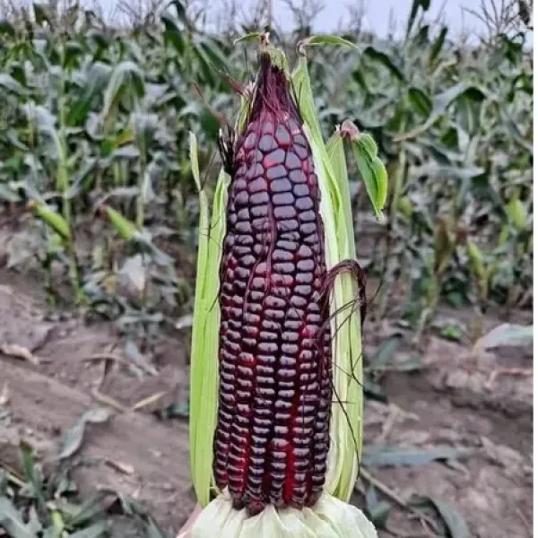 新北市農會真情食品館_紫蜜水果玉米(5台斤)★生產追溯★百大青農★