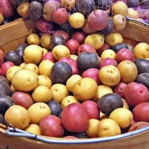 新北市農會真情食品館_斗南彩色馬鈴薯5台斤