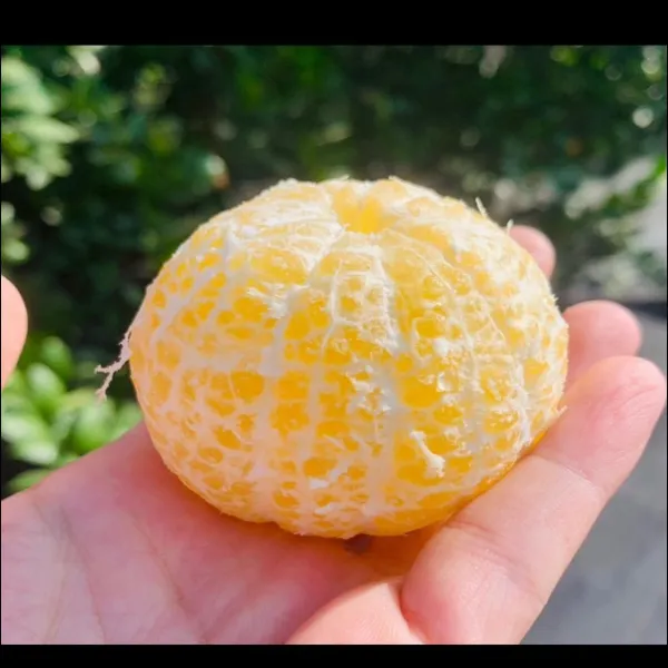 新北市農會真情食品館_褚譽帝王柑10斤★含運組★