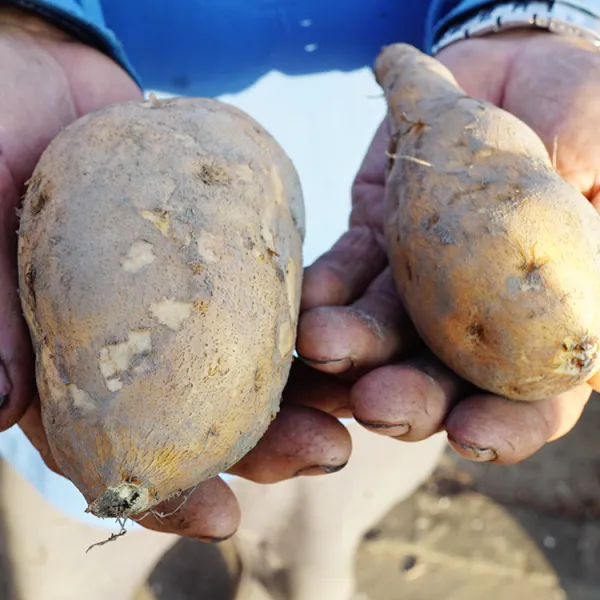 新北市農會真情食品館_李大哥-台農57號地瓜(10斤)