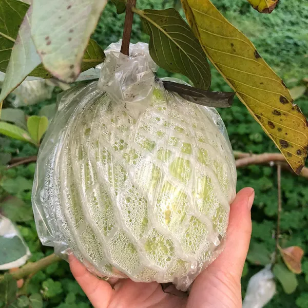 新北市農會真情食品館_搞剛農夫-珍珠芭樂5斤(7-12顆)