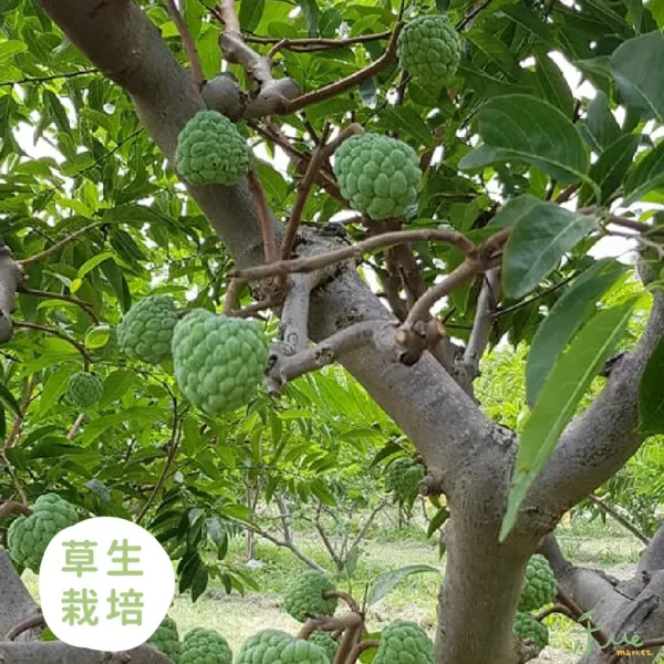 新北市農會真情食品館_台東友善栽種-大目釋迦5斤(特大4-5顆)