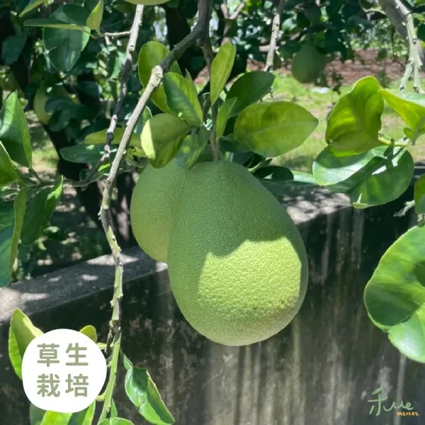 新北市農會真情食品館_(4盒)麻豆-老欉文旦(5斤)禮盒★生產追溯★