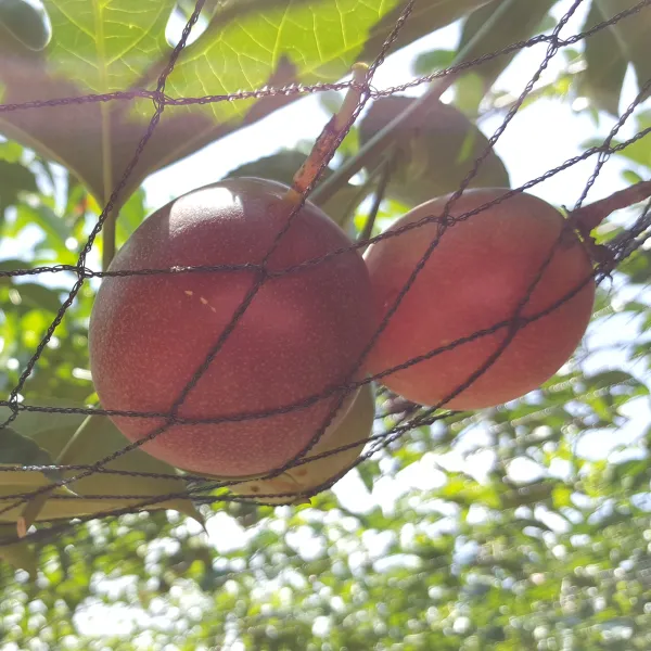 新北市農會真情食品館_埔里百香果(台農1號)5台斤