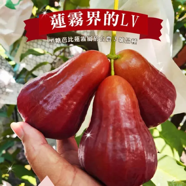 新北市農會真情食品館_六龜黑糖芭比蓮霧4台斤(中果)
