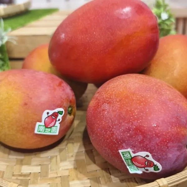 新北市農會真情食品館_(生產追溯)南芝園精品級愛文芒果10台斤(13-15粒)