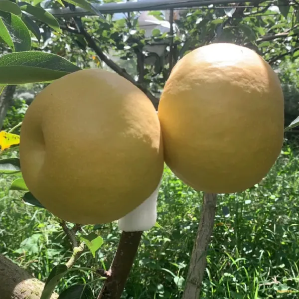 新北市農會真情食品館_卓蘭頂級雪山新興梨22A(2顆)禮盒