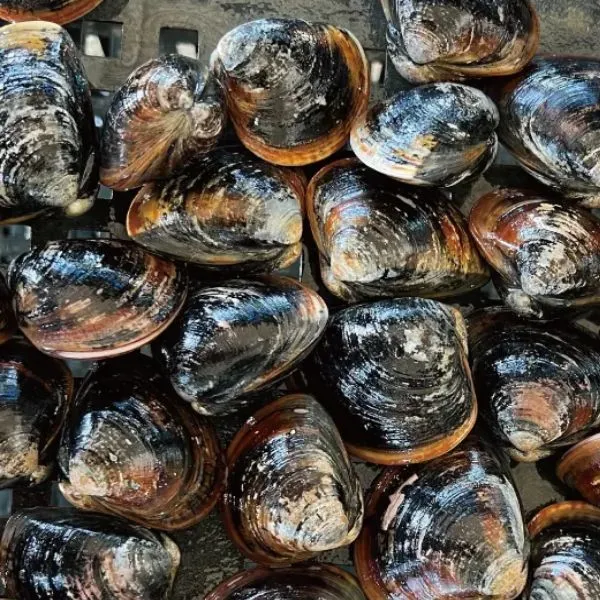 新北市農會真情食品館_七股海水黑金大文蛤(400gX3包)★產銷履歷★