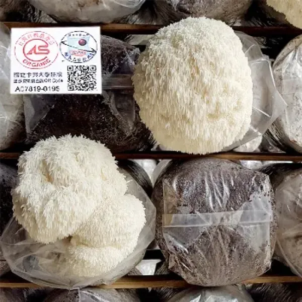 新北市農會真情食品館_有機新鮮猴頭菇(300g x3盒)