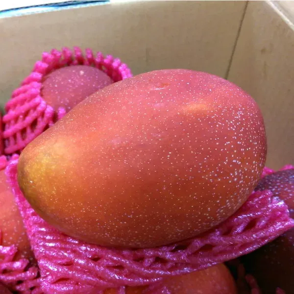 新北市農會真情食品館_南芝園愛文芒果10台斤(10-12粒)