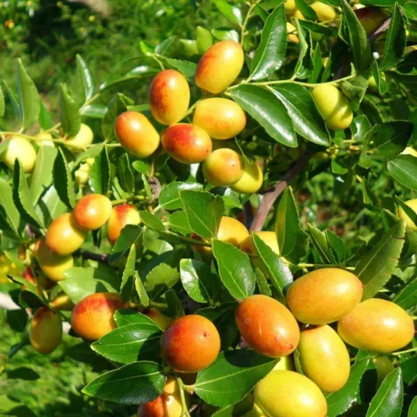 新北市農會真情食品館_公館新鮮紅棗(1台斤X4盒)