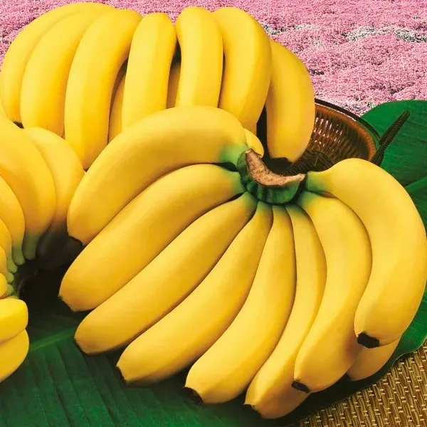 新北市農會真情食品館_南投頂級香蕉25台斤/箱