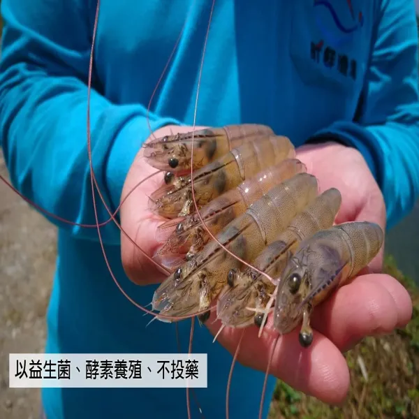 新北市農會真情食品館_唐大哥酵素白蝦(600gX4包)★產銷履歷★