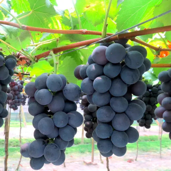 新北市農會真情食品館_卓蘭褚譽-巨峰葡萄(2公斤)精緻禮盒★產銷履歷★