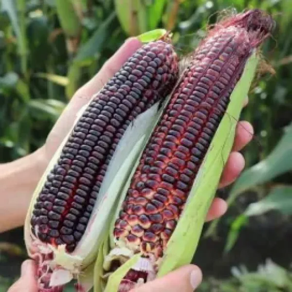 新北市農會真情食品館_紫蜜水果玉米(5台斤)★生產追溯★百大青農★