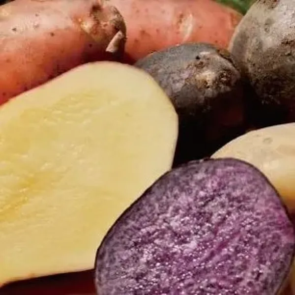 新北市農會真情食品館_斗南彩色馬鈴薯5台斤