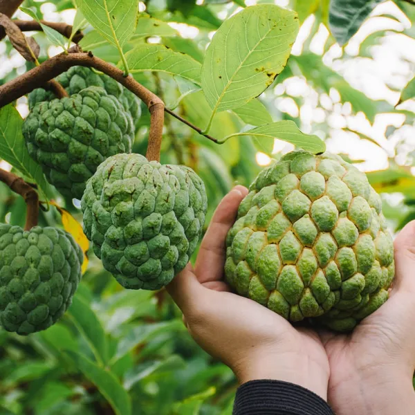 新北市農會真情食品館_好時果子-大目釋迦(5台斤/5-7粒)★產銷履歷★
