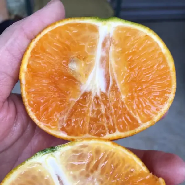 新北市農會真情食品館_嘉東茂谷柑27A6斤(2盒/15-17粒)含運組★產銷履歷★產地直送