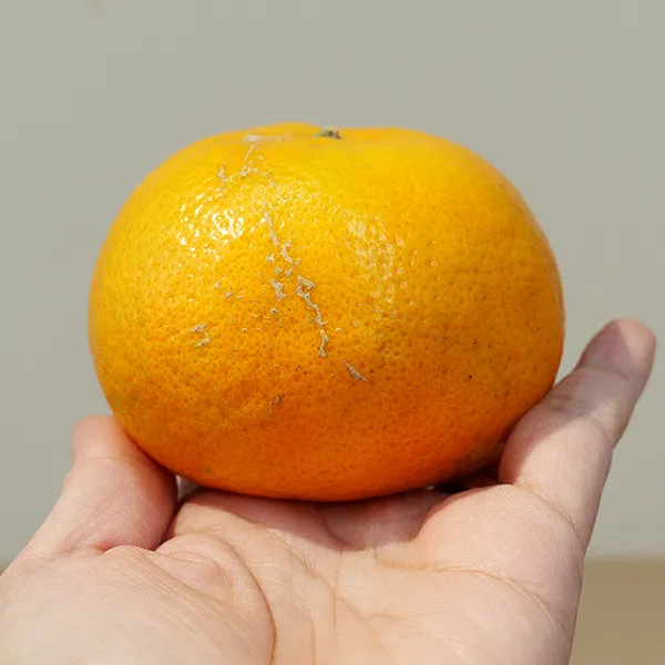 新北市農會真情食品館_(2箱)茂谷柑(27A6斤/13-15粒)★產銷履歷★