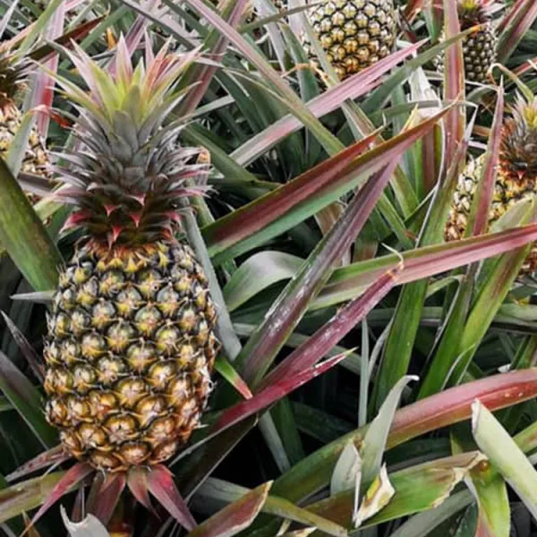 新北市農會真情食品館_鳳梨世家-金鑽鳳梨(5公斤)