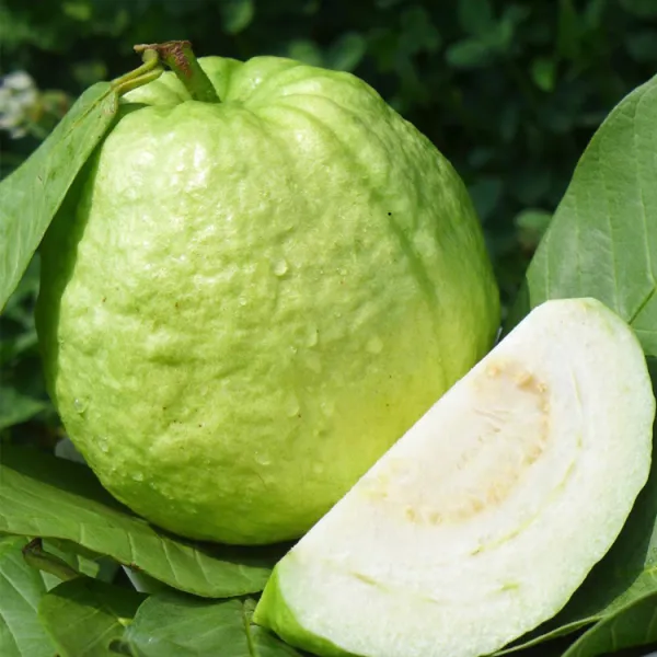 新北市農會真情食品館_搞剛農夫-珍珠芭樂10斤(17-21顆)