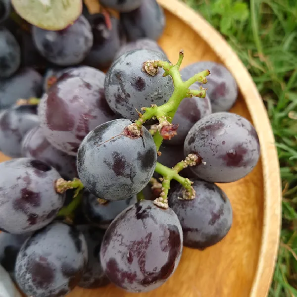 新北市農會真情食品館_古月-春果巨峰葡萄2公斤★產銷履歷★