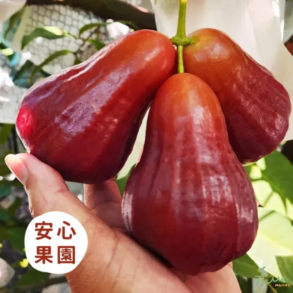 新北市農會真情食品館_六龜黑糖芭比蓮霧4台斤(特大果)